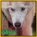 CaniX Forest of Dean 15,16/11/2025 (BOTH)